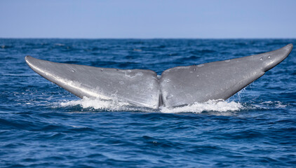 A blue whale raises its fluke as it dives near  Dana Point, California - obrazy, fototapety, plakaty