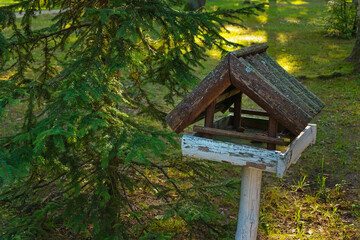 Old wooden bird feeder in the forest next to a coniferous tree