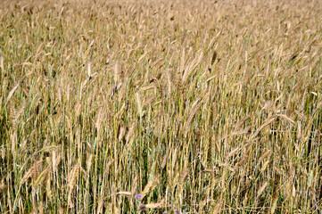 Wheat field in summer. Yellow ripening ears of wheat ready for harvest. Cereals.