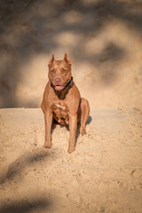 A beautiful thoroughbred American Pit Bull Terrier plays in the sand.