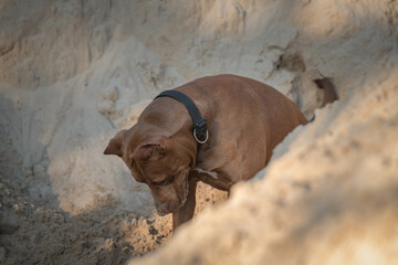 A beautiful thoroughbred American Pit Bull Terrier plays in the sand.