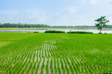 Fototapeta na wymiar Green paddy field in Naogaon, Bangladesh