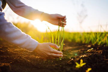 The farmer considers young wheat in the field. Green wheat growing in soil. The concept of the...