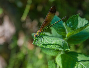 dragonfly on a leaf