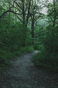 Path In Deep Green Forest, Twilight