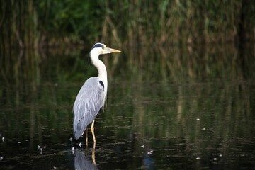 grey heron (Ardea cinerea) in a lake