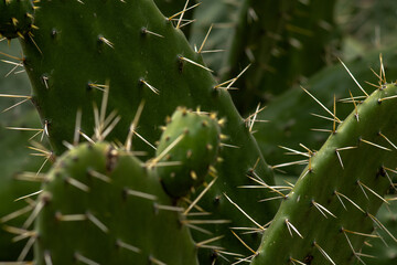 green plants cacti summer desert plants