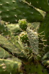 green plants cacti summer desert plants
