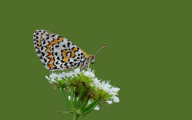 Wing under-side of a spotted fritillary or red-band fritillary, is a butterfly of the family Nymphalidae.
