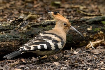 The Eurasian hoopoe
