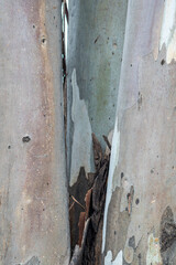 Tree bark texture layer wood in green, brown, black 
