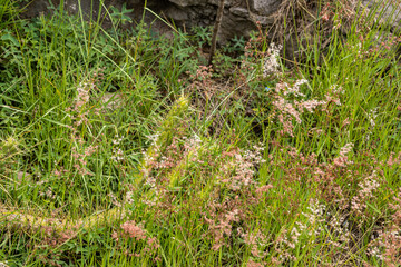 green plants cacti summer desert plants