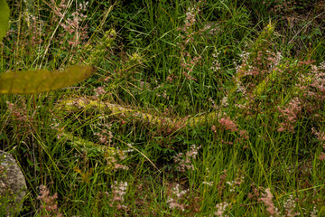 Green desert plants with thorns cactus
