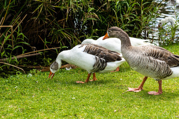 White ducks walking on green grass in nature