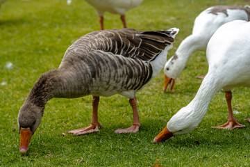 White ducks walking on green grass in nature