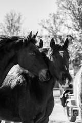 Horses living in a paddock paradise setting happy and semi free