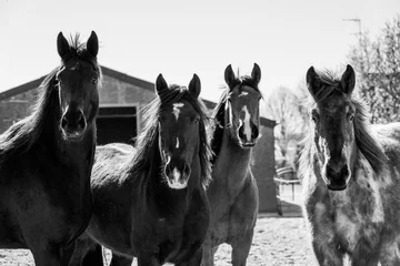 Foto op Plexiglas Horses living in a paddock paradise setting happy and semi free © PIC by Femke