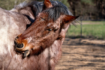 Fototapeta premium Horses living in a paddock paradise setting happy and semi free