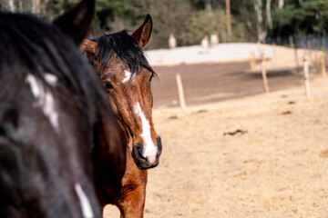 Horses living in a paddock paradise setting happy and semi free © PIC by Femke