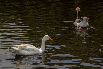 Swimming white ducks in a pond in daylight