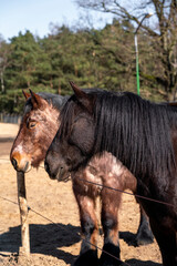 Obraz premium Horses in a Paddock paradise