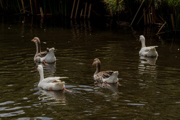 Swimming white ducks in a pond in daylight