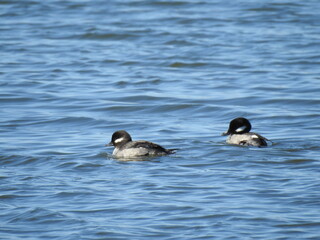 Two female bufflehead ducks swimming in the waters of a saltwater marsh off the shores of Assateague Island, Worcester County, Maryland.