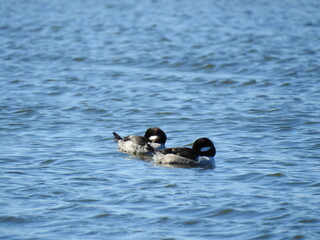 Two female bufflehead ducks relaxing in the waters of a saltwater marsh off the shores of Assateague Island, Worcester County, Maryland.