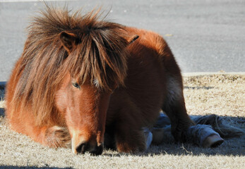 A wild horse relaxing, while enjoying the warmth of the sun, on a cool winter's day, Assateague Island, Worcester County, Maryland.