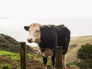 Portrait of a farm animal