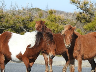 Fototapeta premium Three wild horses enjoying a beautiful winter's day on Assateague Island, in Worcester County, Maryland.