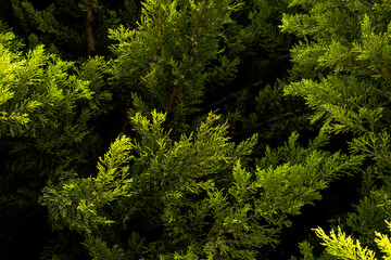 Pine tree branches texture green leaves