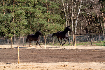Horses living happy in paddock paradise running and free