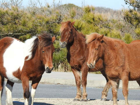 Three wild horses enjoying a beautiful winter's day on Assateague Island, in Worcester County, Maryland.