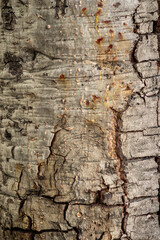 Tree bark texture closeup