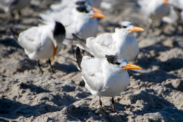 terns on the beach