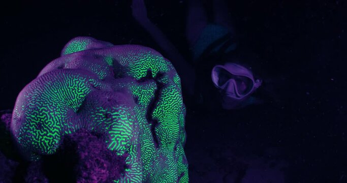 Woman swims underwater at night and watches coral reef shining acid green in ultraviolet light