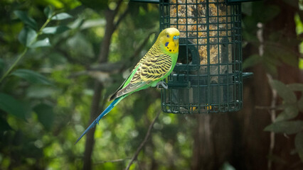 parakeet budgerigar