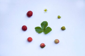 Strawberrys life circle