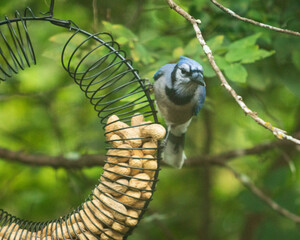 Obraz premium blue jay on feeder
