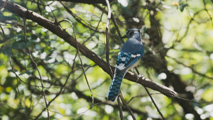 bird on a branch