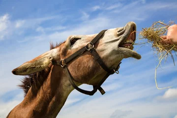 Tuinposter donkey that eats straw in the hands showing his teeth © Jacques Durocher