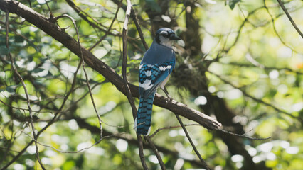 blue jay on a branch