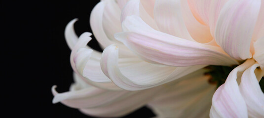 Close up macro Pink, white Chrysanthemum flower on black. Selective soft focus. Minimalist still life. Light and shadow nature horizontal long background. - Powered by Adobe