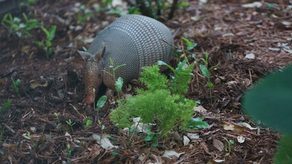 armadillo