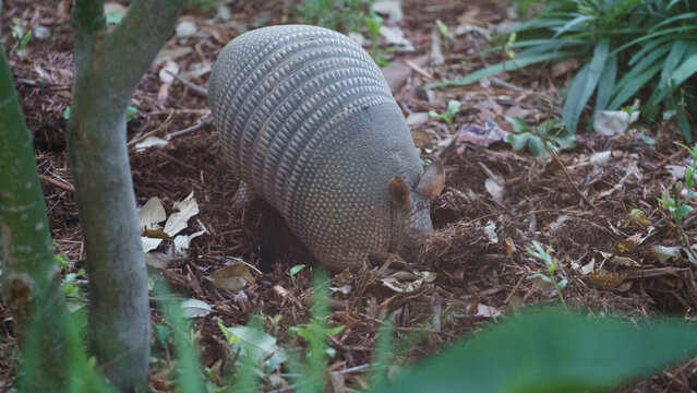 Armadillo Digging