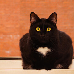 Large black cat with white breast shaped like a heart. He sits on the windowsill. He looks into camera. Surprised.