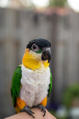 Small colorful Australian lory parrot sitting on hand