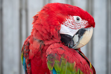 Large colorful South American macaw ara parrot close up