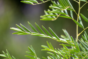 Botanical collection, Glycyrrhiza glabra or root liquorice medicinal plant growing in garden